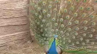 孔雀视频在线观看 第2张 孔雀视频在线观看 第2张